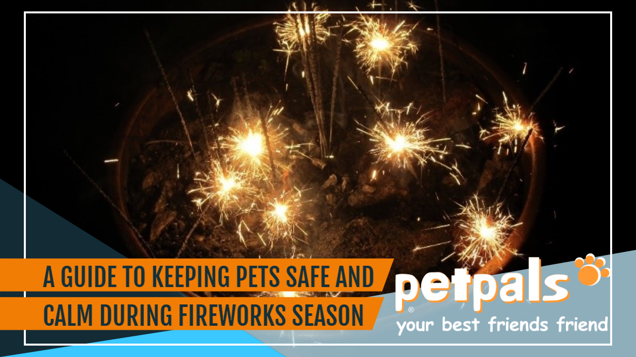 Diwali 2016: Your pet dog can stay safe and calm during and after