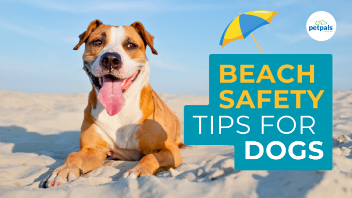 Beach Safety Tips for Dogs: Keep Their Day by the Sea Safe and Fun