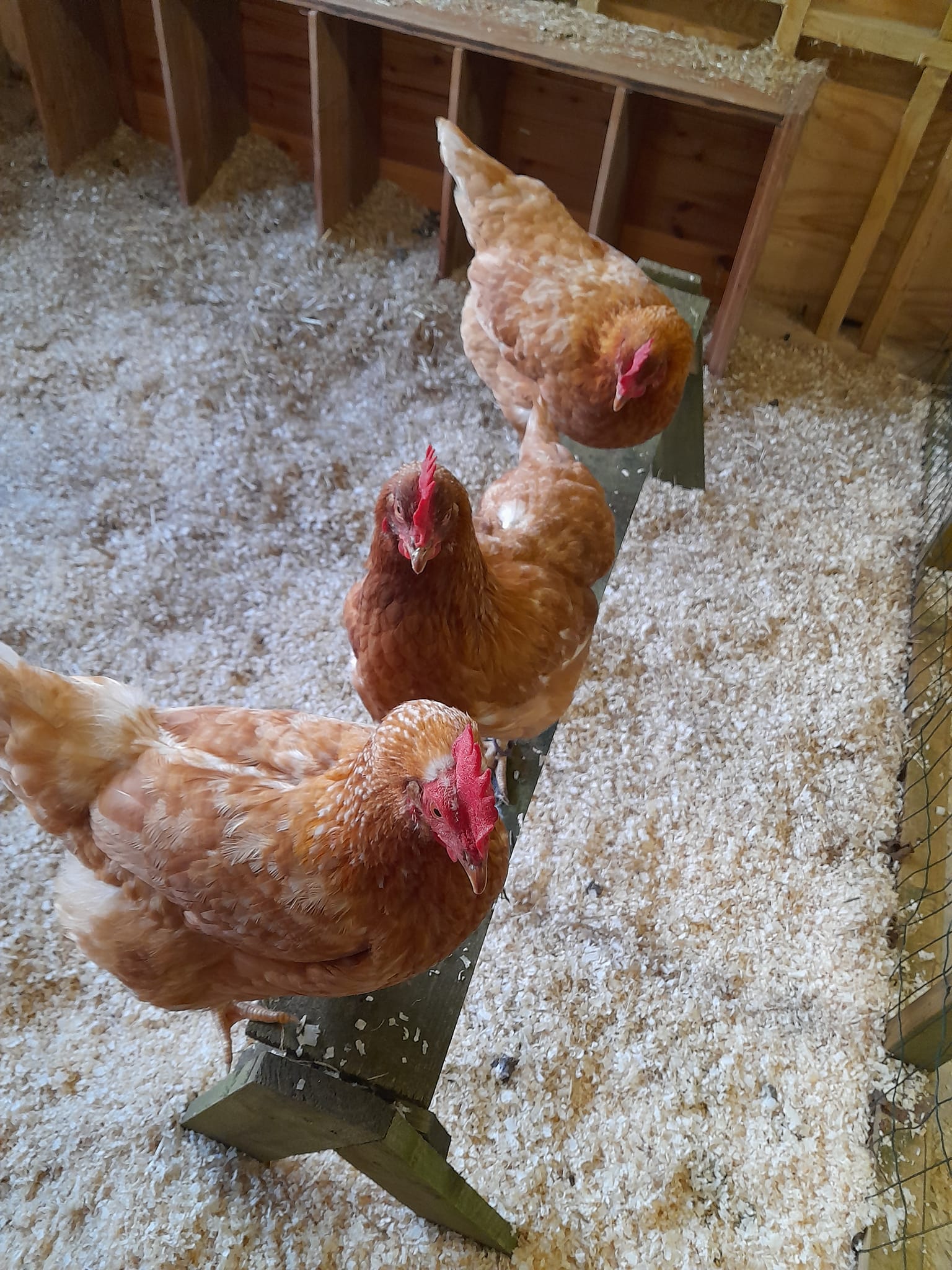 Chickens-Petpals-Chichester