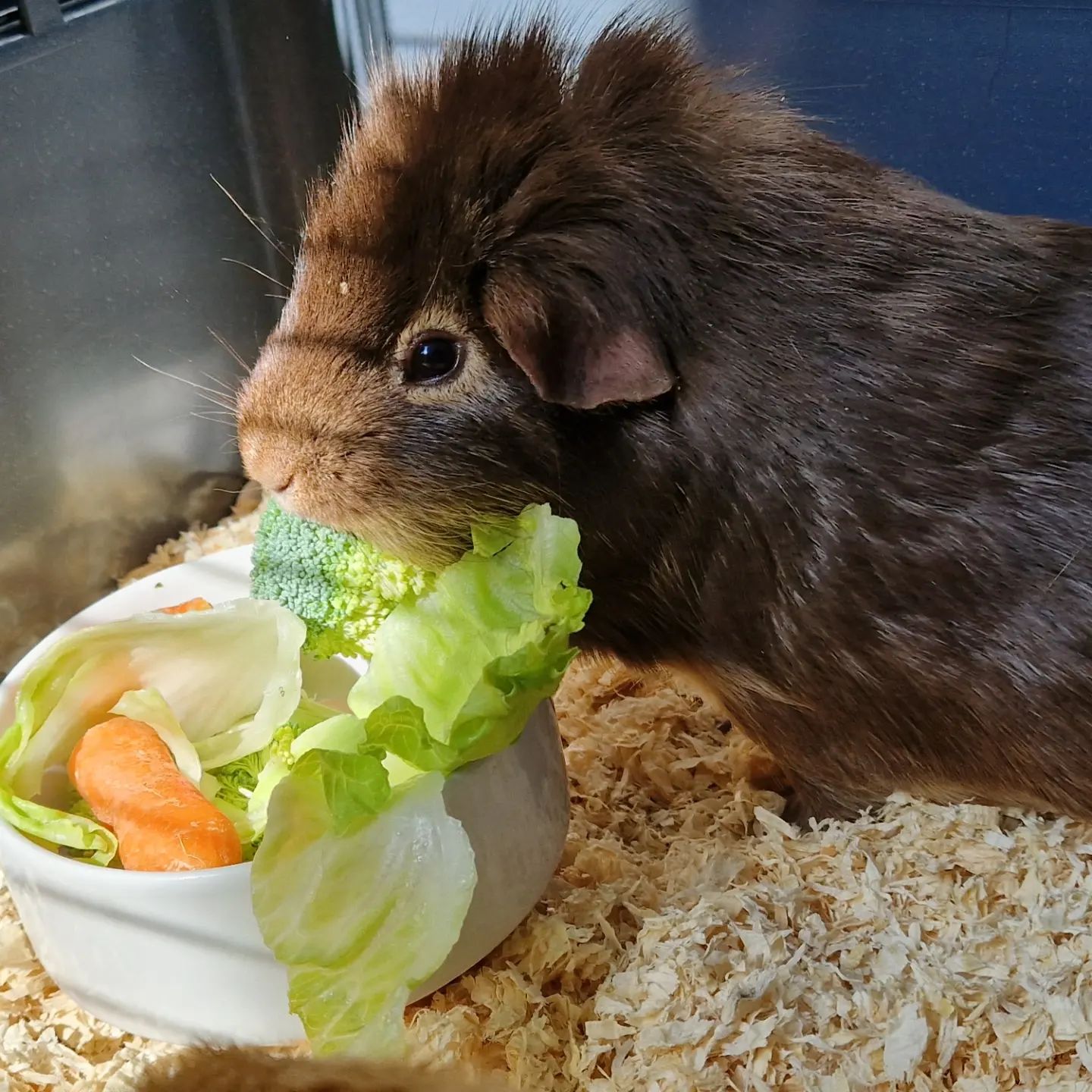 Guinea pig Petpals