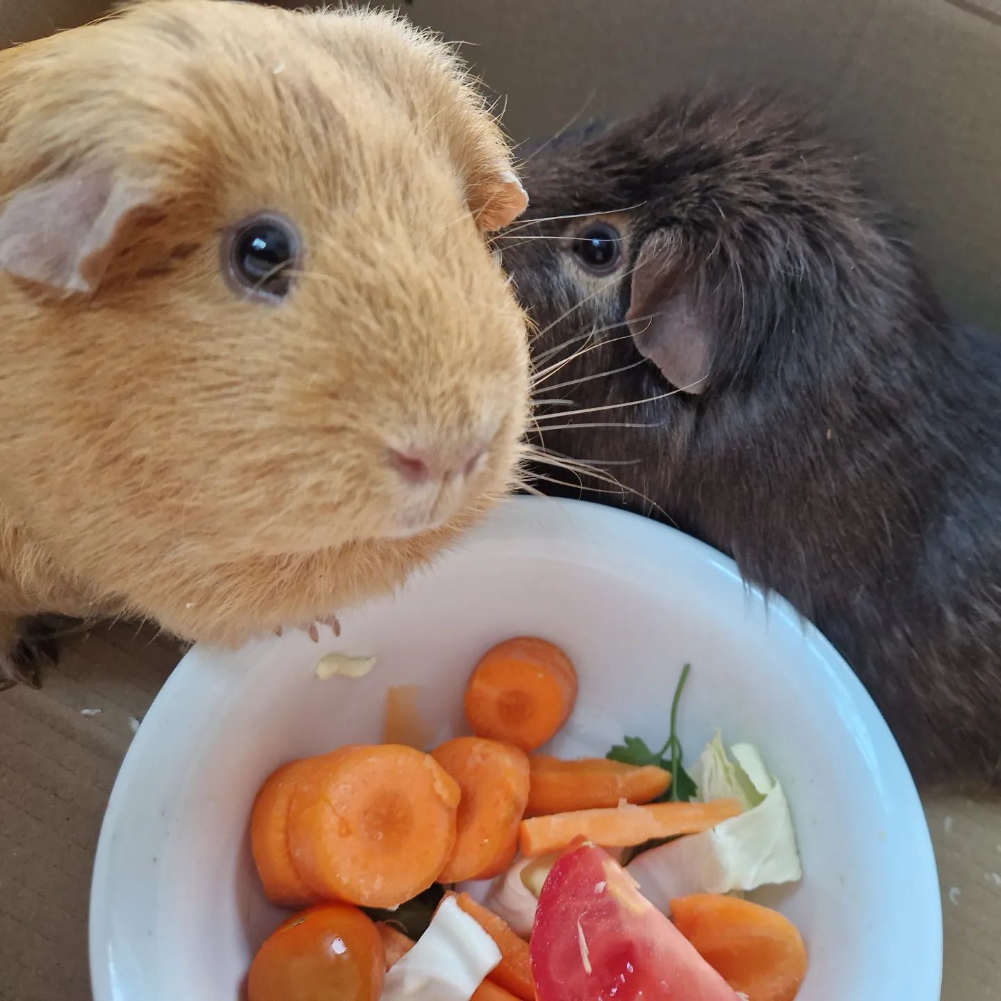 Guinea pig