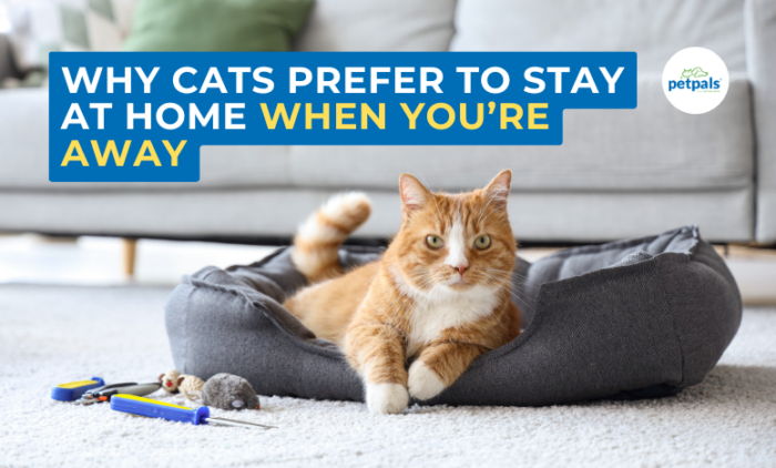 Why Cats Prefer to Stay at Home When You’re Away