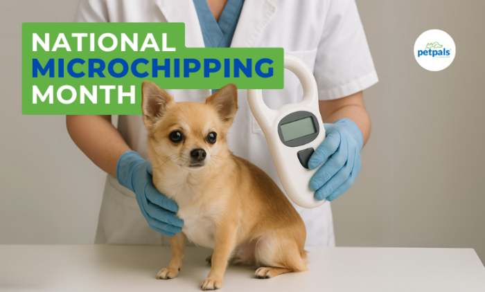 Celebrating National Microchipping Month: A Small Chip, A Big Difference