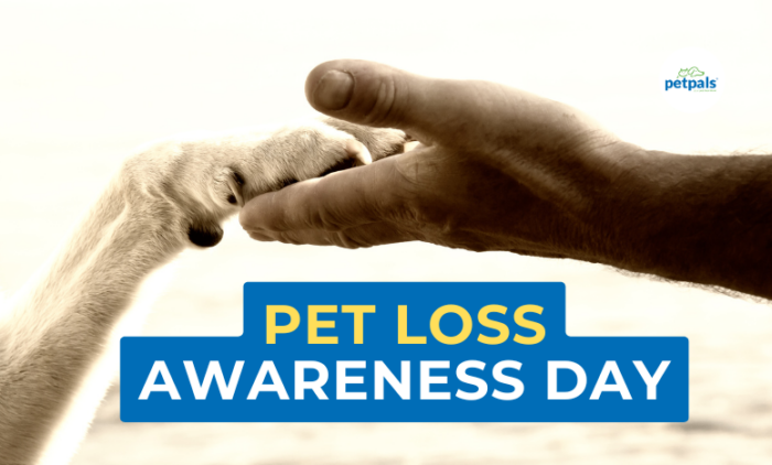 Pet Loss Awareness Day: Supporting Those Who Grieve