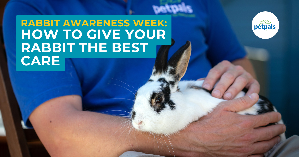 Weekday Rabbit Rabbit Awareness Week: How to Give Your Rabbit the Best Care