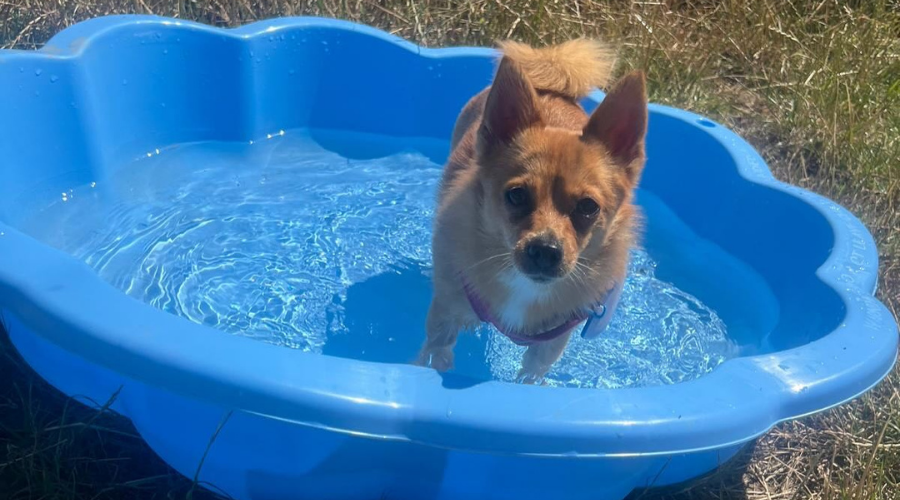 Introducing our Partner: Justyna – Emergency Mobile Vet (and Why You Might Need Her This Summer)