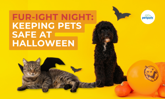 Fur-ight Night: Keeping Your Pets Safe This Halloween!