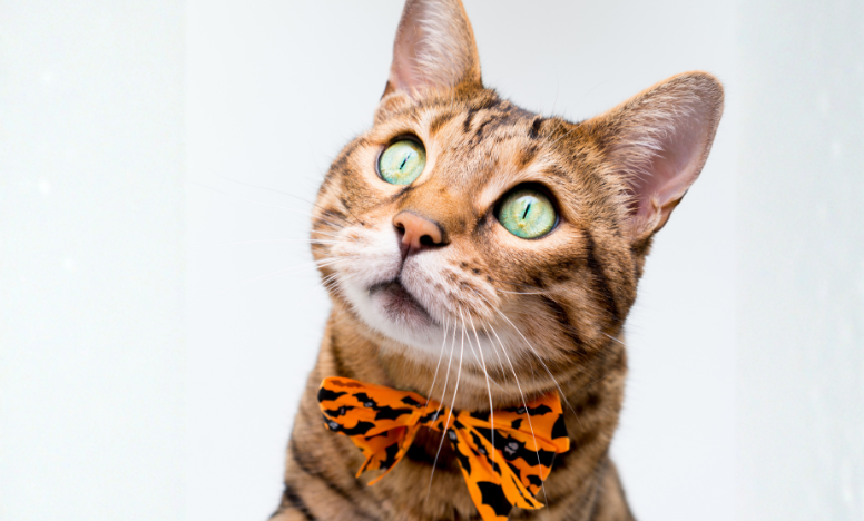 A cat dressed in a Halloween themed bow tie, bright orange with black bats, sitting elegantly and gazing curiously at the viewer.