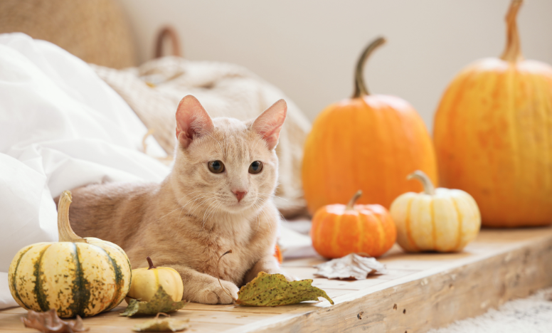 A cat sitting on a bed, surrounded by various pumpkins, creating a cozy autumn atmosphere.