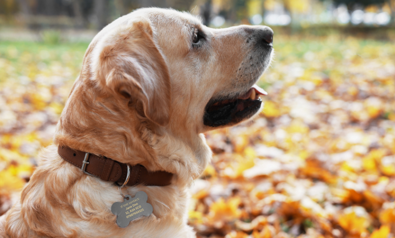 A golden retriever rests in a bed of fallen leaves, wearing an ID tag, surrounded by the warm colours of autumn foliage.