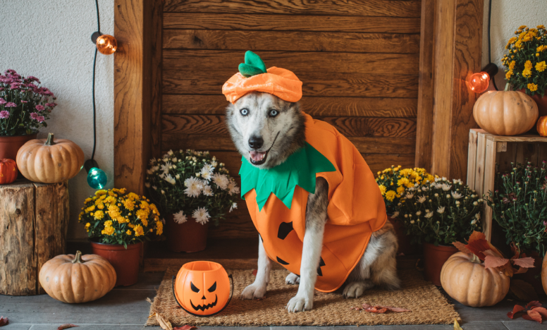 A dog in a colourful pumpkin costume, adorned with a green stem, sitting in a porch surrounded by autumn leaves.