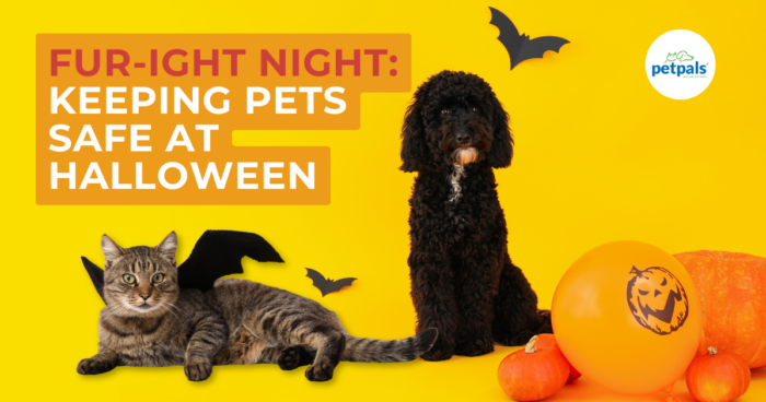 A pet wearing a Halloween costume, surrounded by decorations, emphasising safety tips for pets during Halloween festivities.
