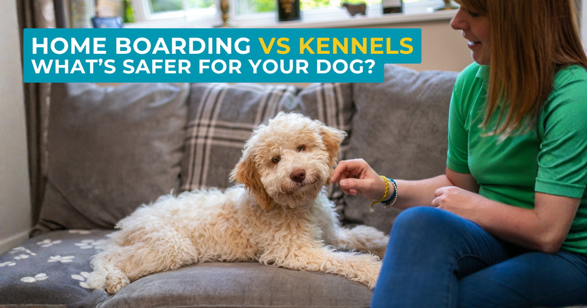 Comparison of home boarding and kennels, focusing on safety for dogs.