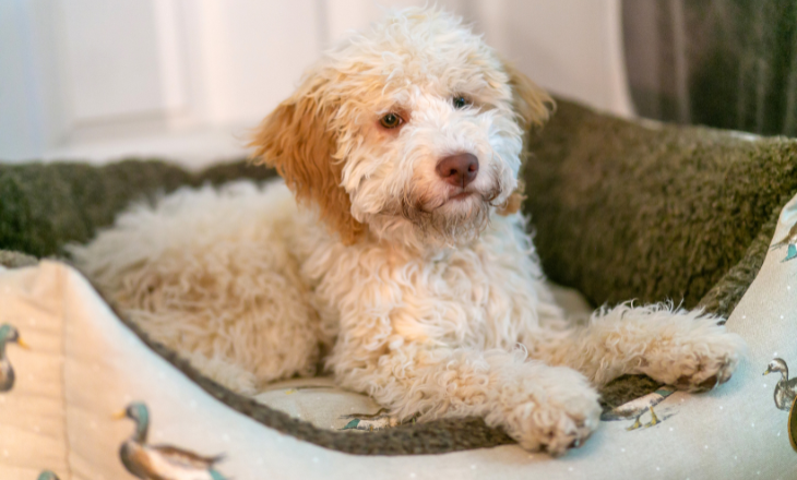 A white dog comfortably sitting in a cosy dog bed, looking relaxed and content.