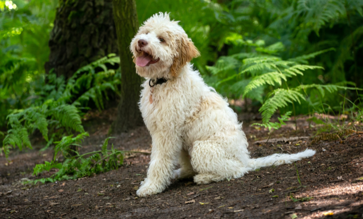 A white dog sitting on the ground among trees in a wooded area.