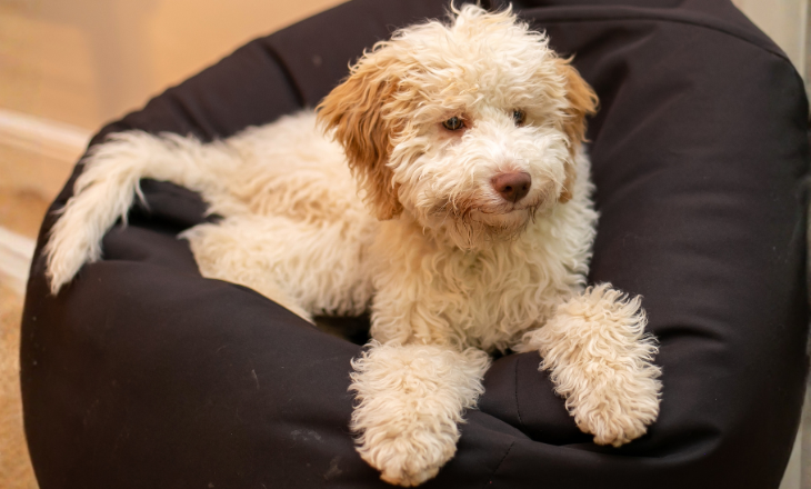A white dog sitting comfortably on a black bean bag chair, looking relaxed and content.