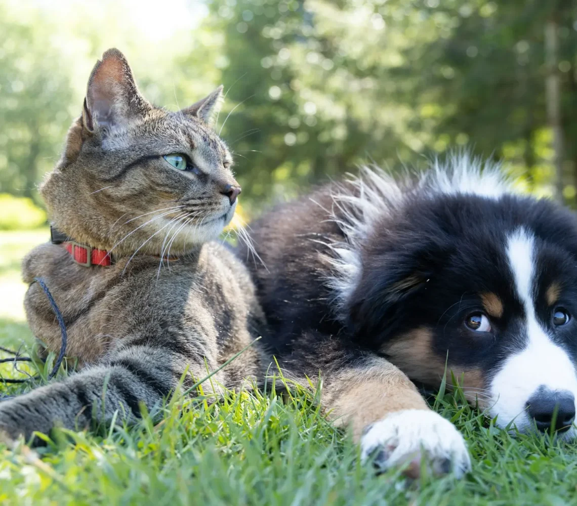 How Pet Pals Supports You Every Step of the Way