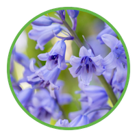Bluebell icon