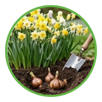 Daffodil icon