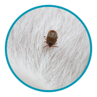 Ticks and fleas icon