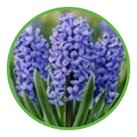 Hyacinth icon