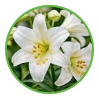 Lily icon