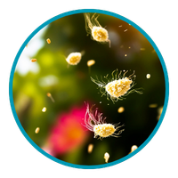 Pollen and seasonal allergies icon