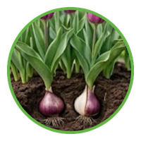 Tulip icon
