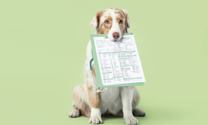 Dog holding a veterinary invoice in it's mouth.