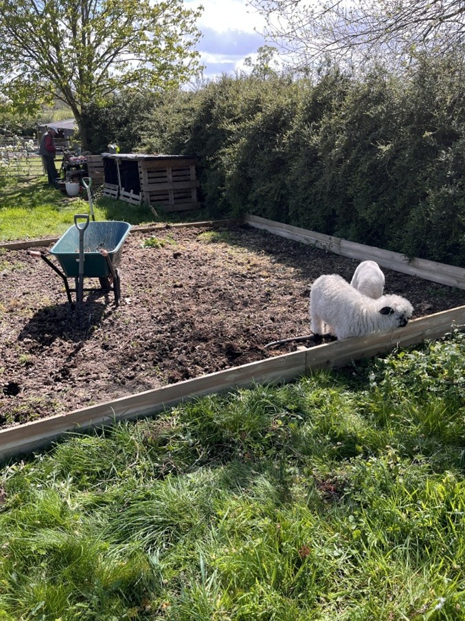 Lambs at Three Bees Project