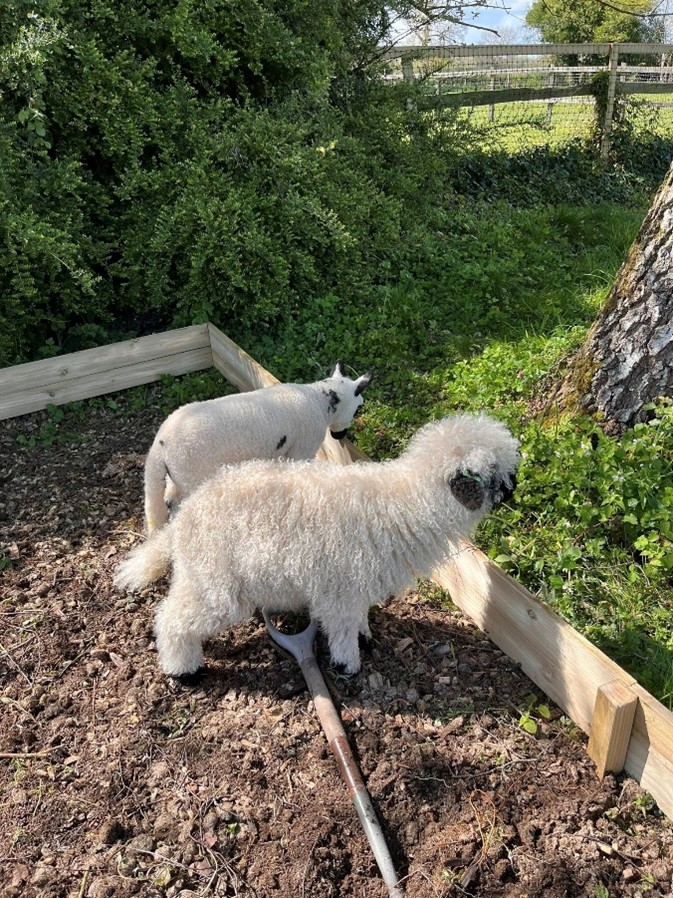 Lambs in vegetable garden