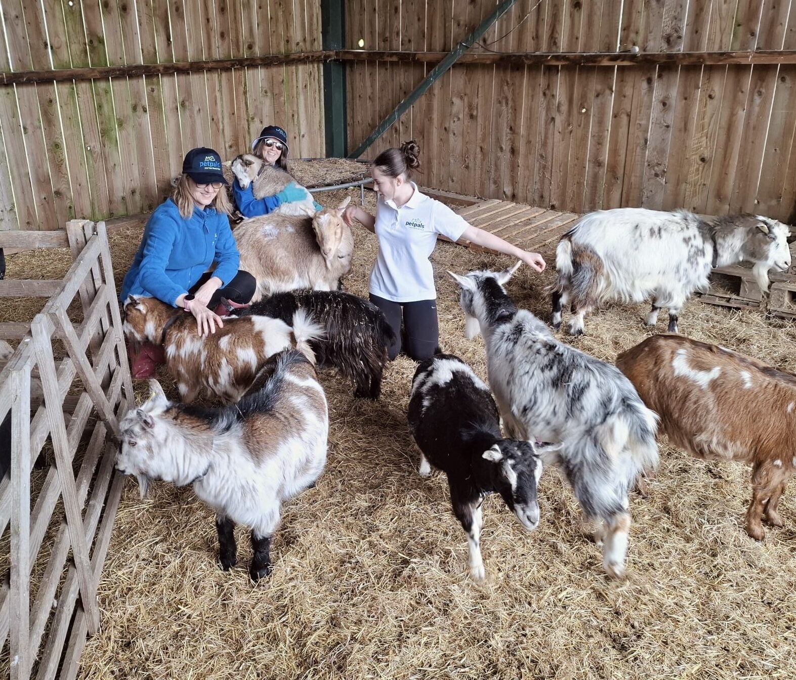 Petpals team with therapy goats