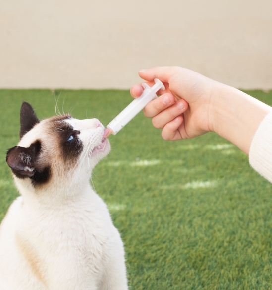 Pet Medication
