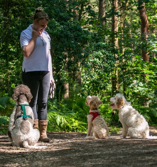 Dog Walking