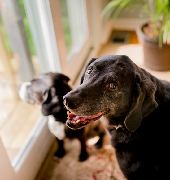 Elderly Dog Care