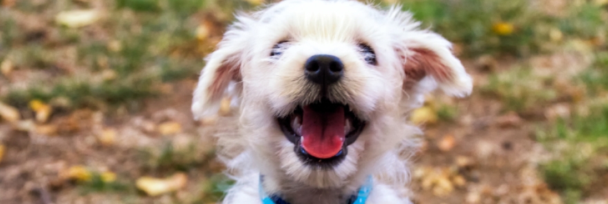 Puppy Care Visits