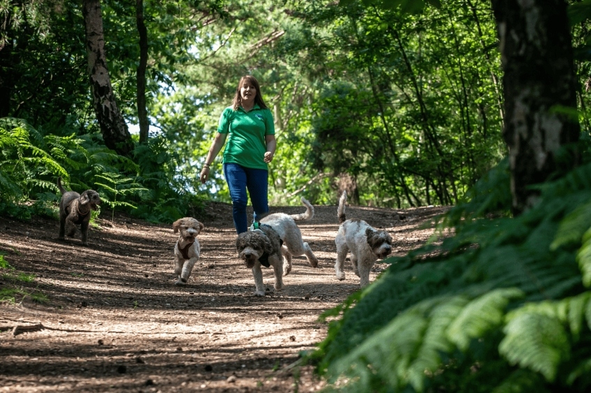 Group-Dog-Walking-Petpals-4