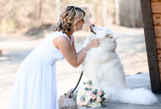 Wedding Dog Chaperone service