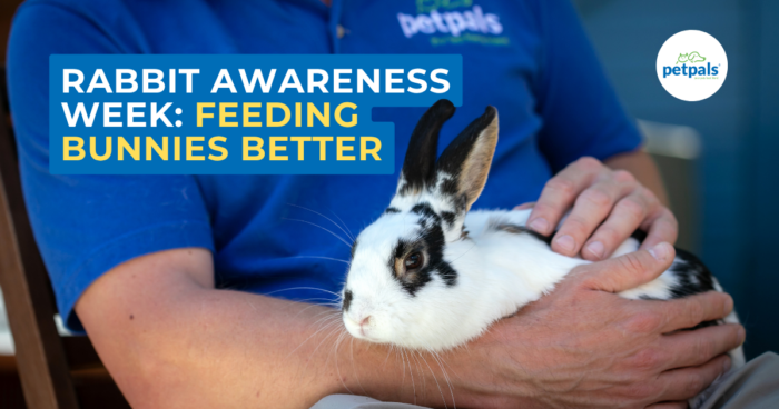 Rabbit Awareness Week: Feeding Bunnies Better