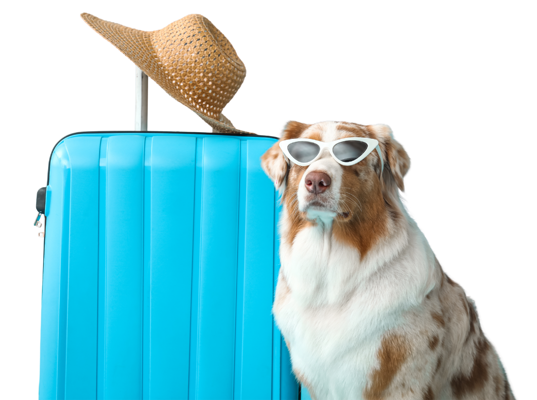 Happy holiday dog