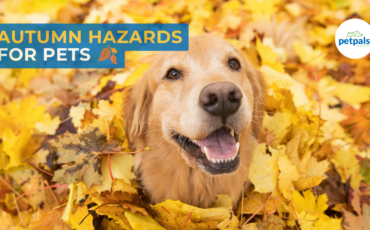 Golden retriever dog surrounded by yellow autumn leaves with overlay text “Autumn Hazards for Pets” and “petpals” logo in the top right corner.