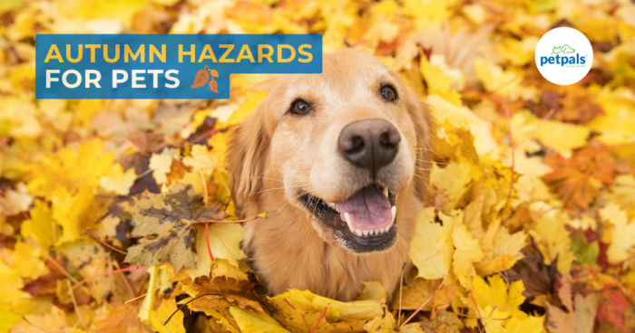 Autumn Hazards for Pets: Conkers, Poisonous Plants & Other Dangers