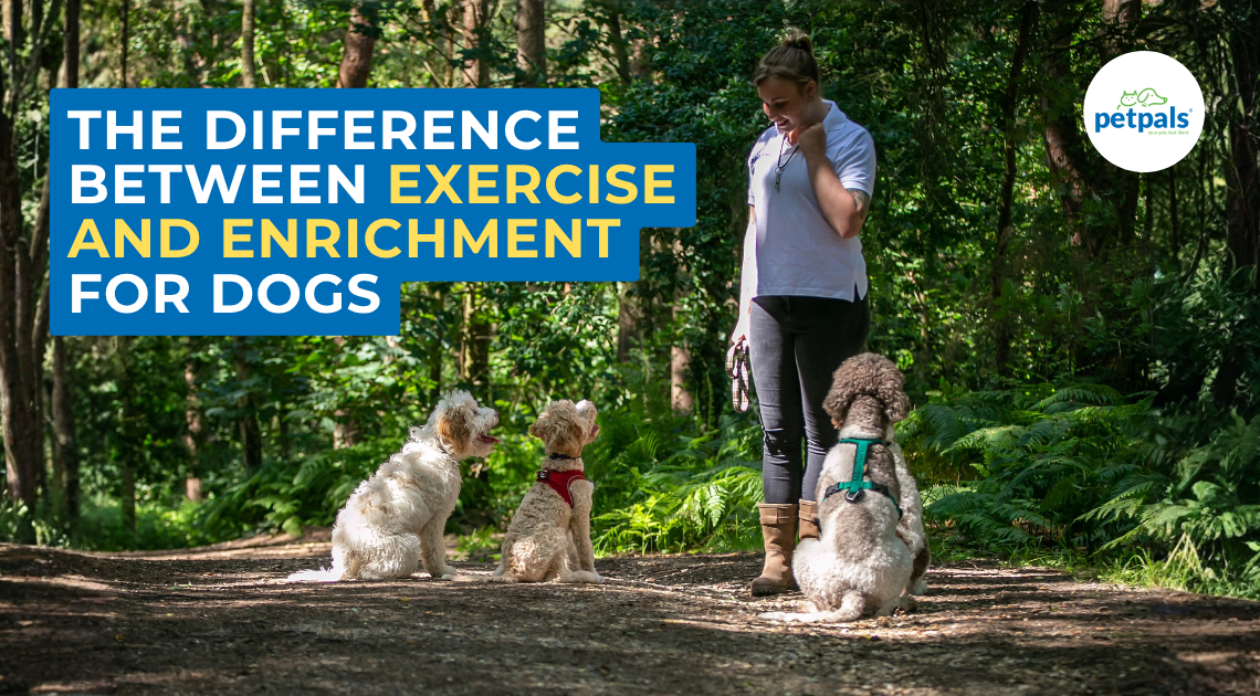 The Difference Between Exercise and Enrichment for Dogs