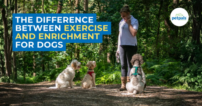The Difference Between Exercise and Enrichment for Dogs