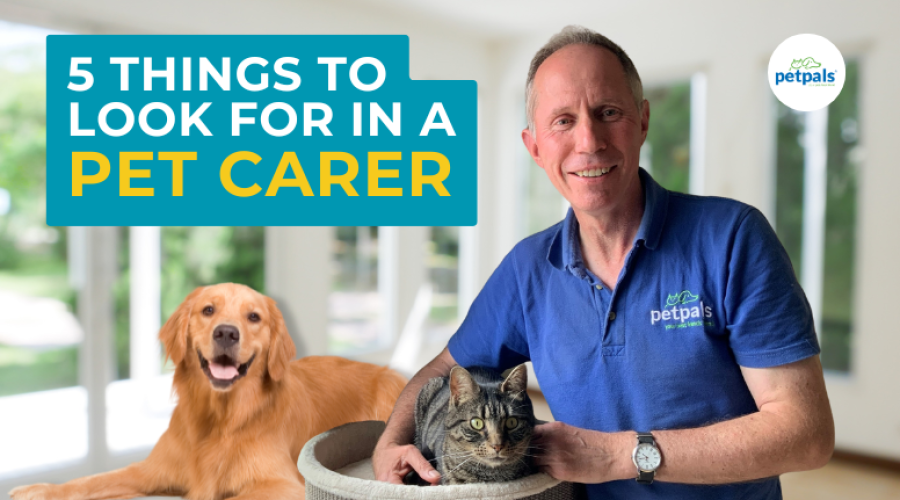 5 Things to Look for in a Pet Carer (1)