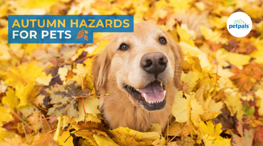 Golden retriever dog surrounded by yellow autumn leaves with overlay text “Autumn Hazards for Pets” and “petpals” logo in the top right corner.