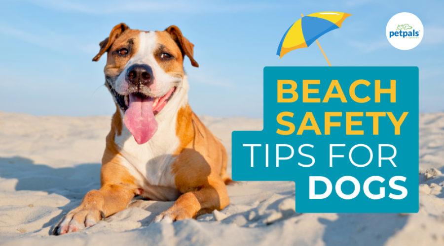 Beach Safety tips for Dogs