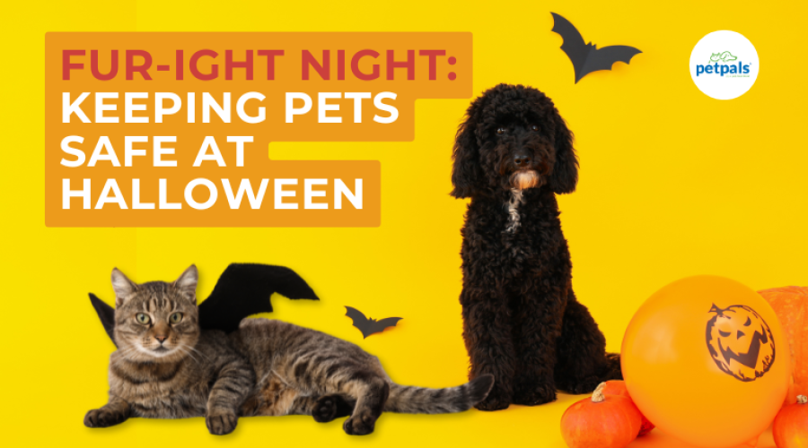 A pet wearing a Halloween costume, surrounded by decorations, emphasising safety tips for pets during Halloween festivities.