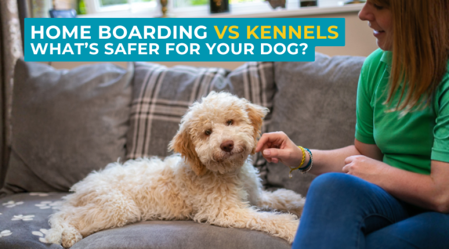 Dog Home Boarding Vs Kennels Thumbnail