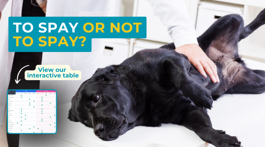 To spay or not to spay - dog